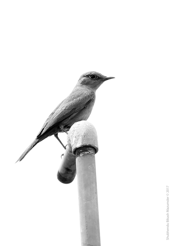 The Brown Rock Chat Image converted in Adobe Photoshop Canon 550D F/6.3, 1/320sec., ISO-200 Focal Length:135mm No Flash